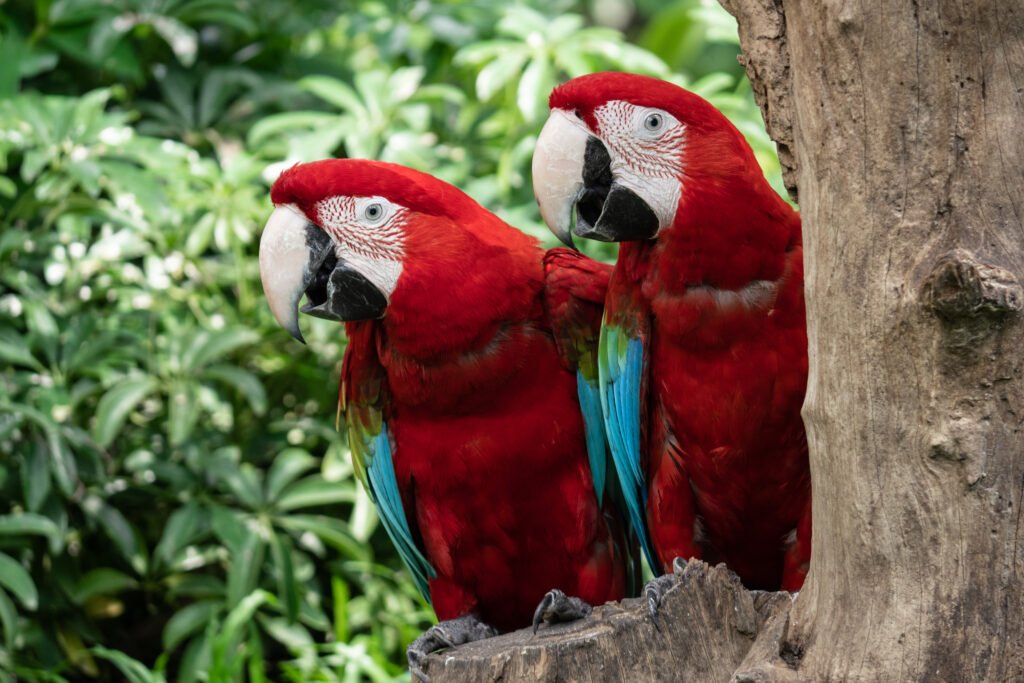 amazon birds