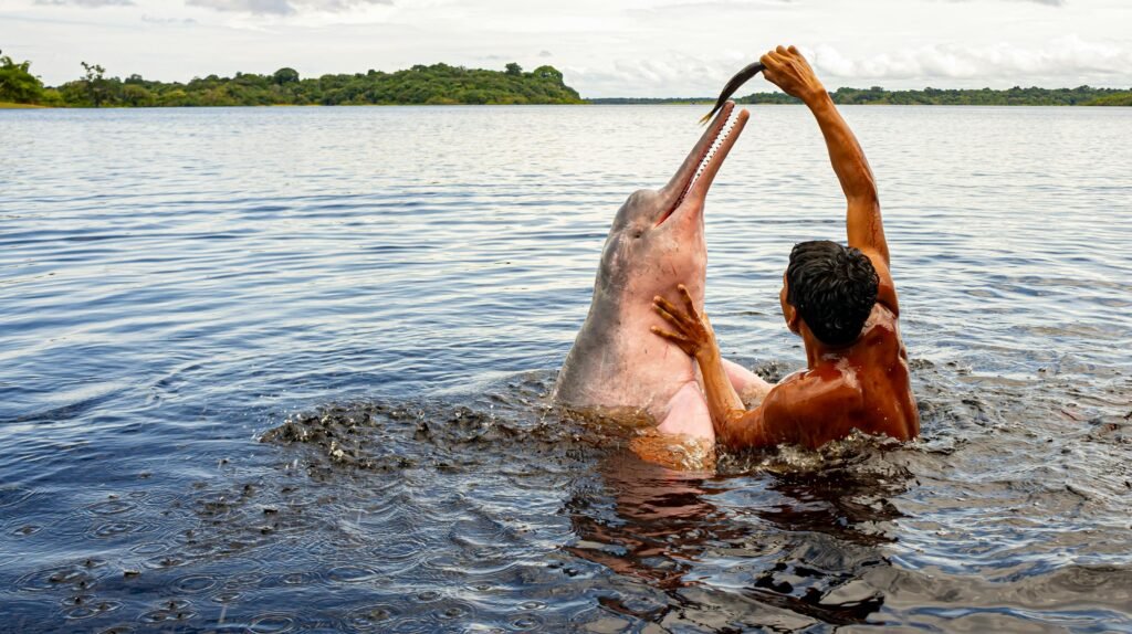 amazon pink dolphin